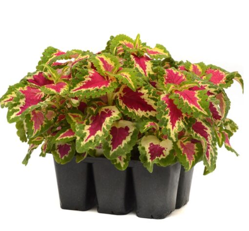 coleus wizard flower seeds