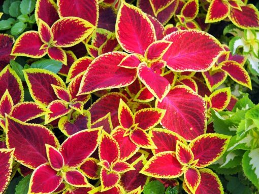 coleuswizardscarletimportedheirloomnongmohighgerminationorganicgarden flower seeds