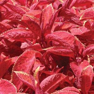 coleuswizardsunsetimportedheirloomnongmohighgerminationorganicgarden flower seeds