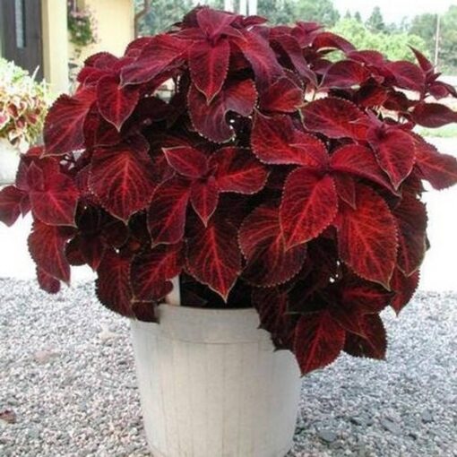 red coleus flower seeds