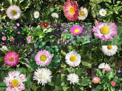 Mixed Chamomile Flower Seeds – Heirloom, Non-GMO, High Germination Seeds