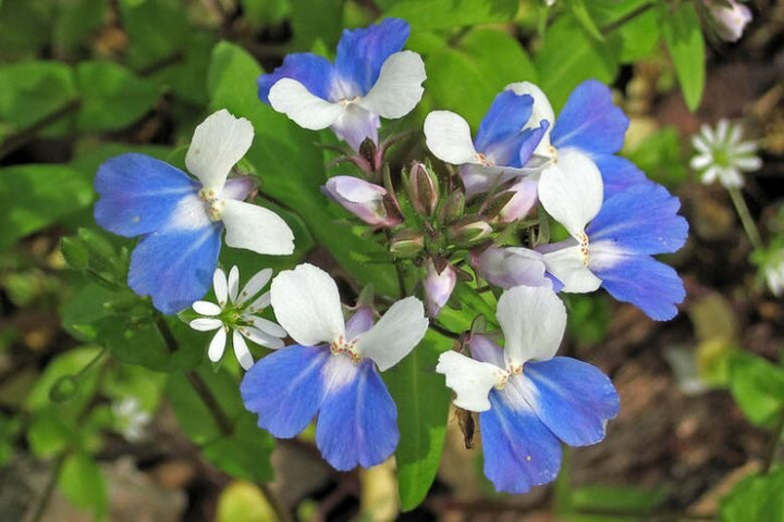 Blue Collinsia Flower Seeds for Planting – Heirloom Non-GMO High Germination Seeds