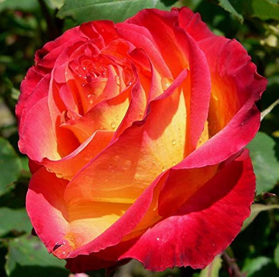 red colorful flower seeds