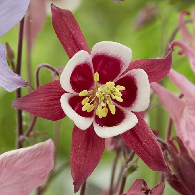 blue columbine flower seeds