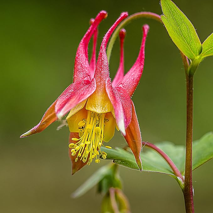 red columbine flower seeds