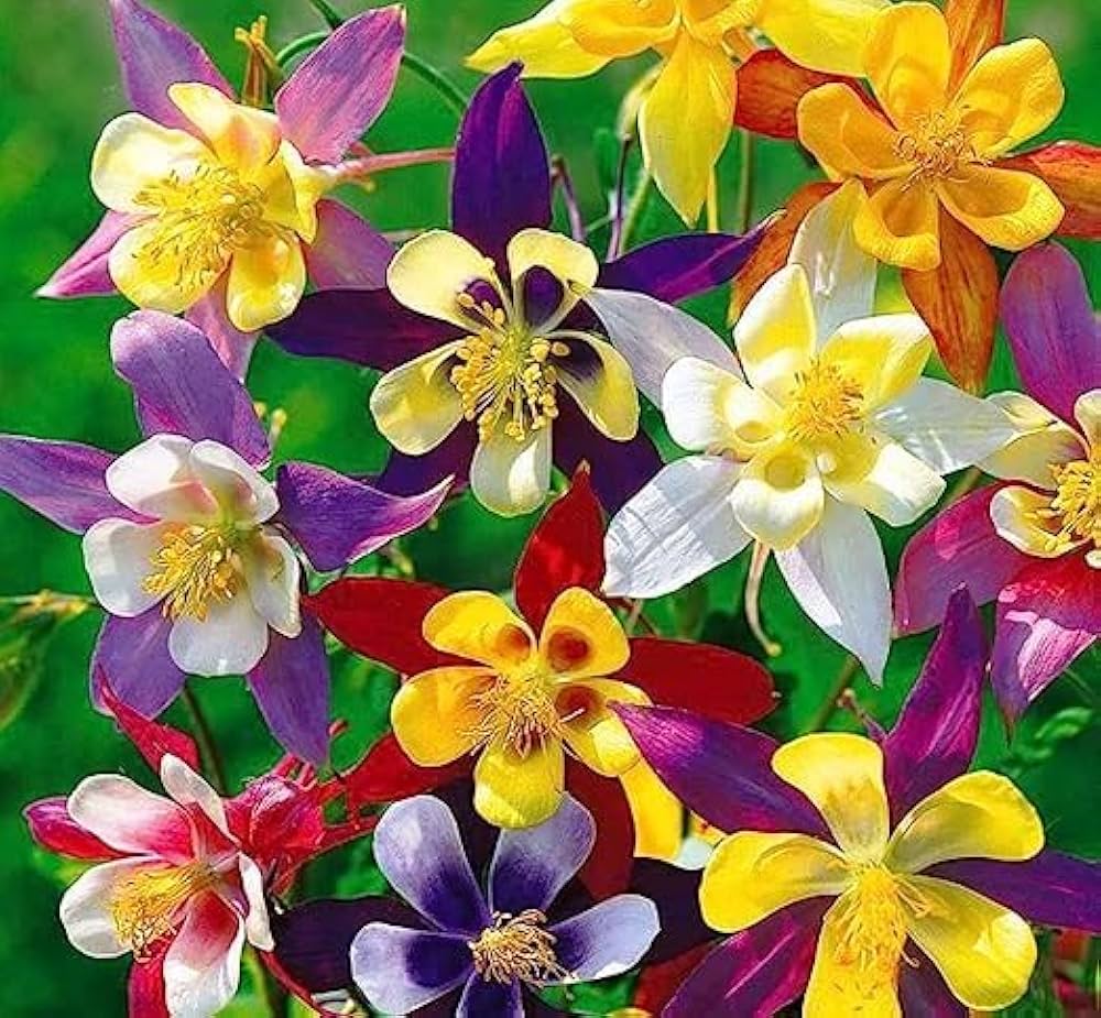 columbine flower flower seeds