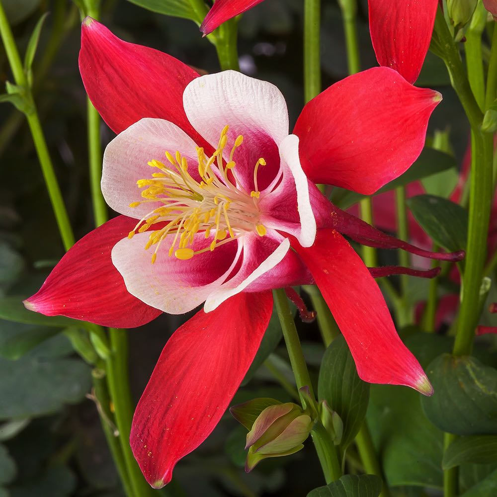 Aquilegia Flower Seeds Red White for Planting Heirloom Non-GMO High Germination Organic Garden Seeds