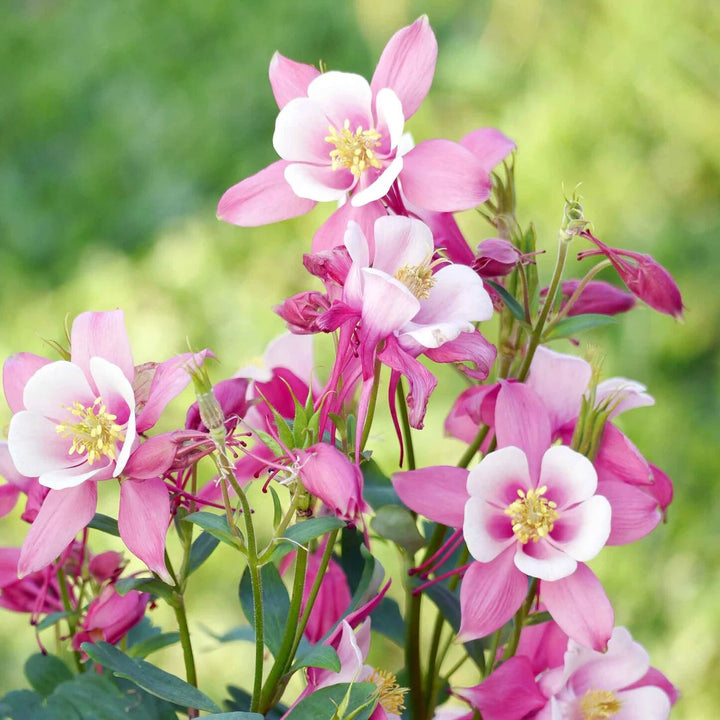 Aquilegia Flower Seeds Pink for Planting – Heirloom Non-GMO High Germination Organic Seeds