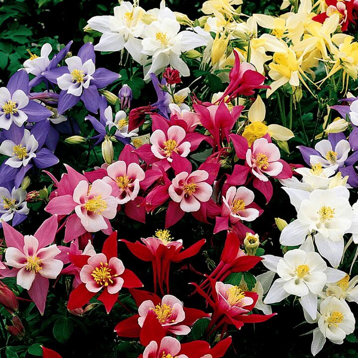 Aquilegia Flower Seeds Perennial – Heirloom, Non-GMO, High Germination Seeds