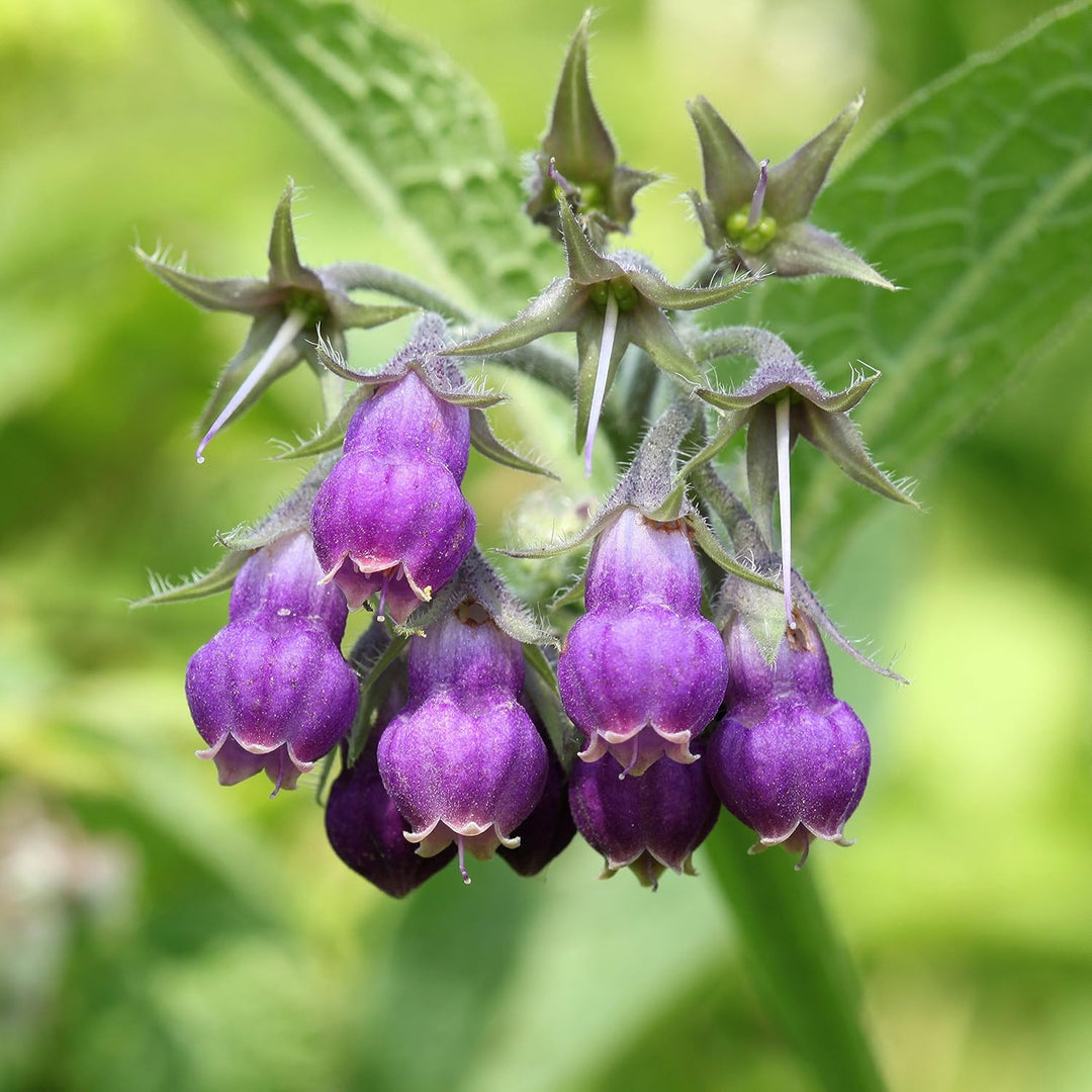 Comfrey For herb seeds