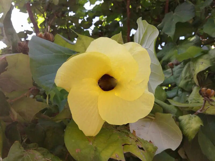 Yellow Hibiscus Tiliaceus Flower Seeds – Heirloom Non-GMO High Germination Seeds