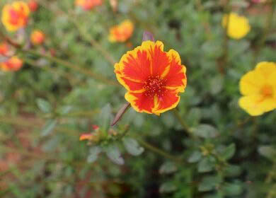 Orange Yellow Purslane Flower Seeds – Heirloom, Non-GMO, High Germination Seeds