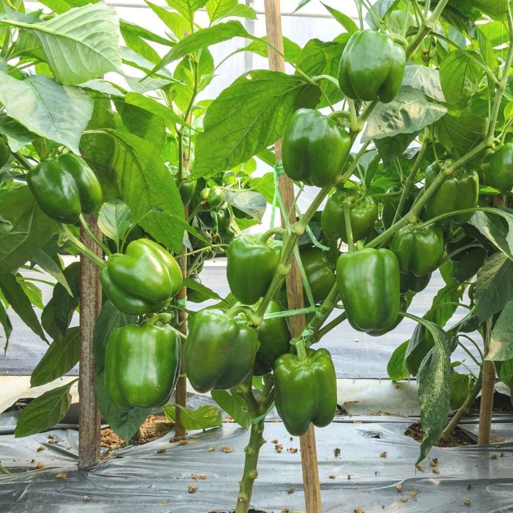 concho pepper flower seeds