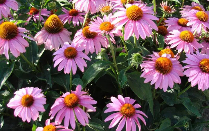 Pink Cone Flower Seeds for Planting – Heirloom Non-GMO High Germination Seeds