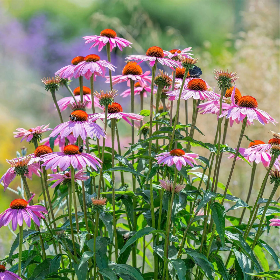 Perennial Pink Echinacea Flower Seeds – Heirloom, Non-GMO, High Germination