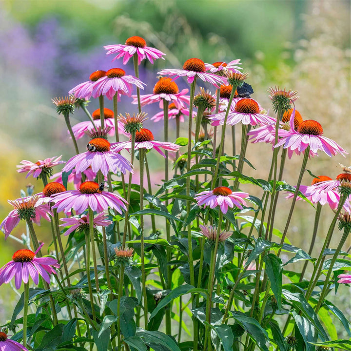 Perennial Pink Echinacea Flower Seeds – Heirloom, Non-GMO, High Germination