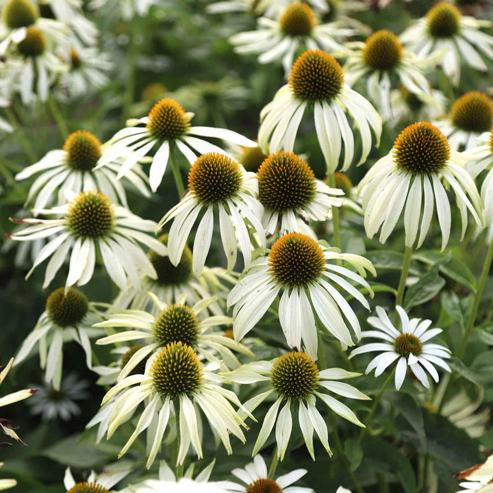 Cone Flower Seeds White for Planting – Heirloom Non-GMO High Germination Seeds