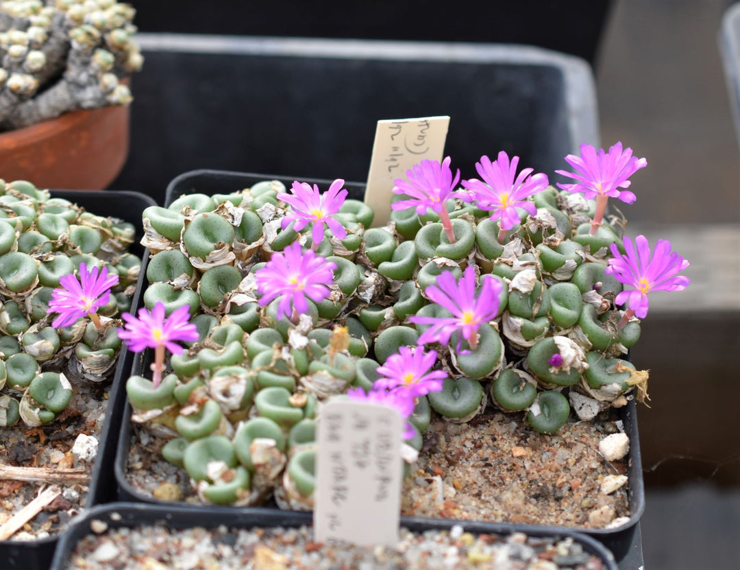 Conophytum Purple Flower Seeds for Planting Heirloom Non-GMO High Germination Organic Garden Seeds