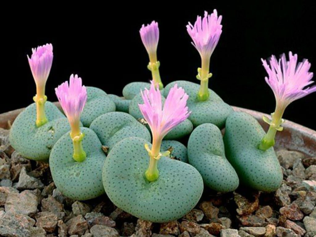 conophytum flower flower seeds