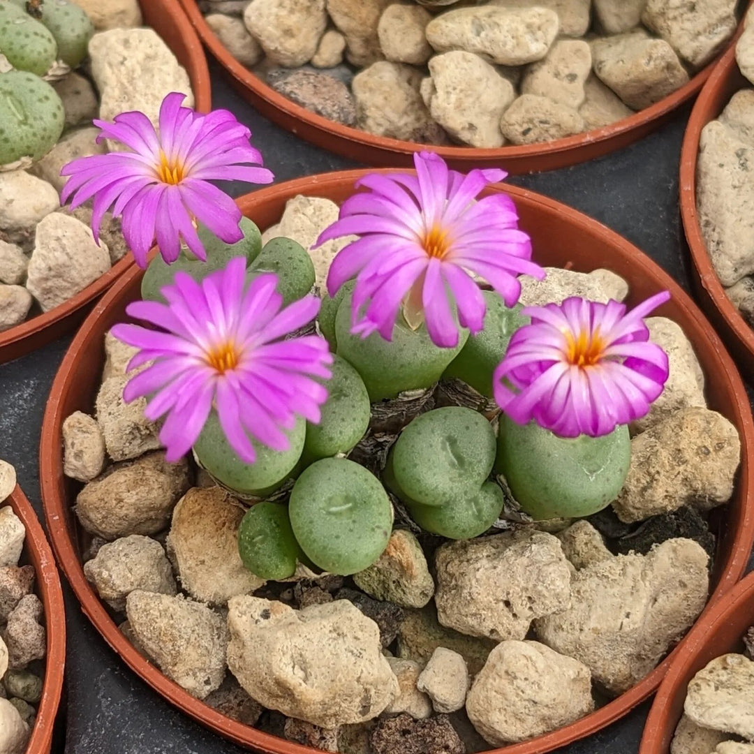 Pink Conophytum Plant Seeds for Planting – Heirloom Non-GMO High Germination Organic Garden Seeds