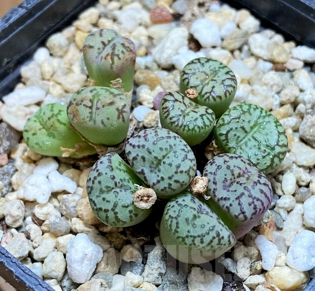 Green Conophytum herb seeds