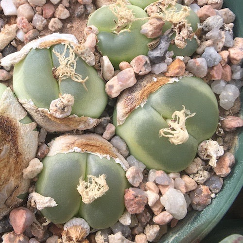 Conophytum Ratum Seeds – Hardy Succulent Heirloom &amp; Non-GMO Seeds for Planting