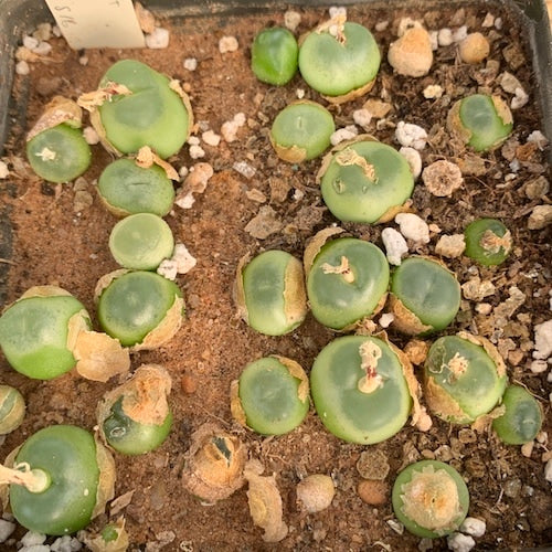 Conophytum Ratum Seeds – Hardy Succulent Heirloom &amp; Non-GMO Seeds for Planting