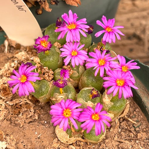 Pink Conophytum Plant Seeds for Planting – Heirloom Non-GMO High Germination Organic Garden Seeds