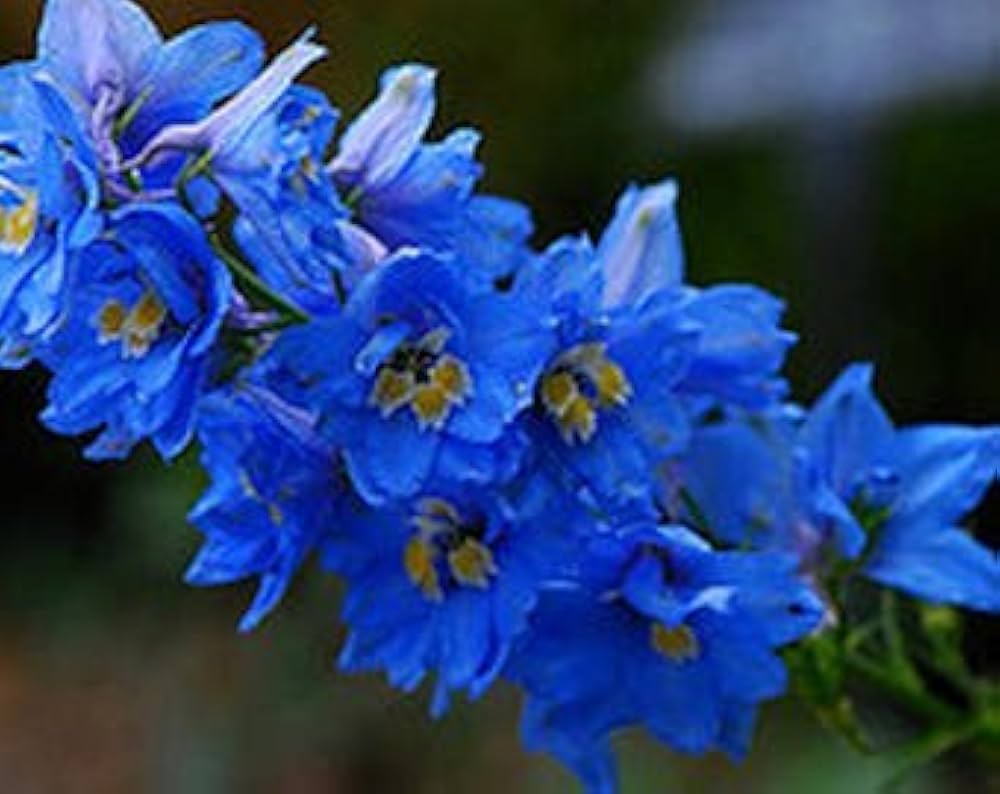 blue purple flower seeds
