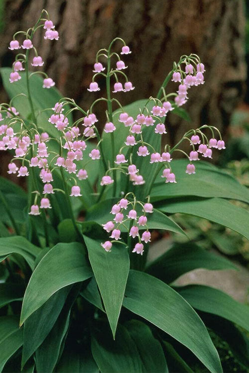 Lily of the Valley Flower Seeds Pink – Seeds for Planting, Heirloom, Non-GMO, High Germination Organic Garden Seeds