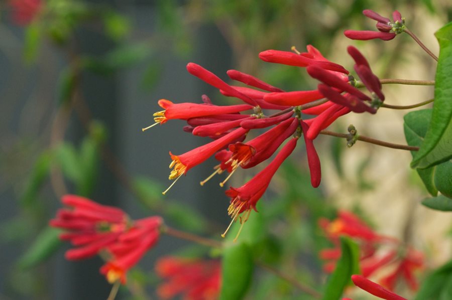 Honeysuckle Flower Seeds Red – Heirloom, Non-GMO, High Germination Seeds