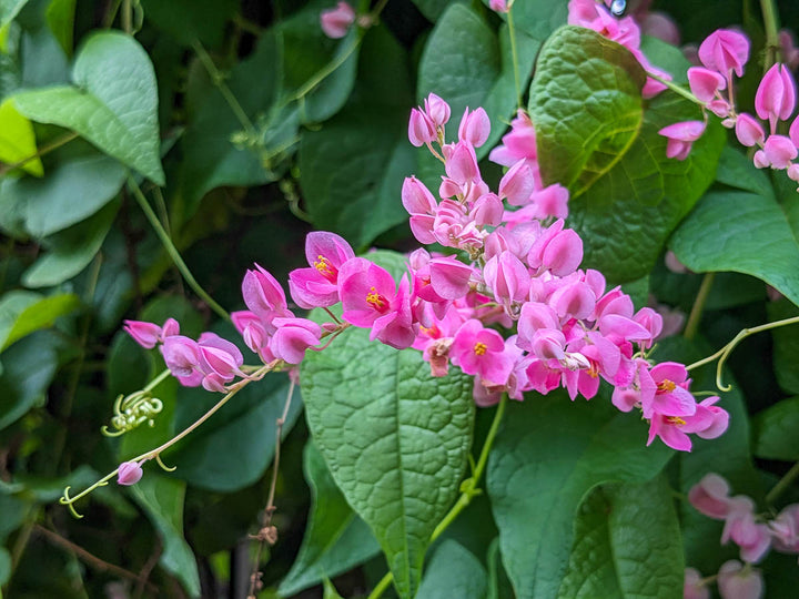 Antigonon Flower Seeds Pink for Planting – Heirloom Non-GMO High Germination Organic Seeds