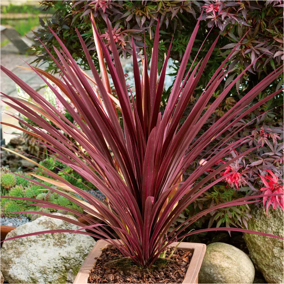 Cordyline Australis herb seeds