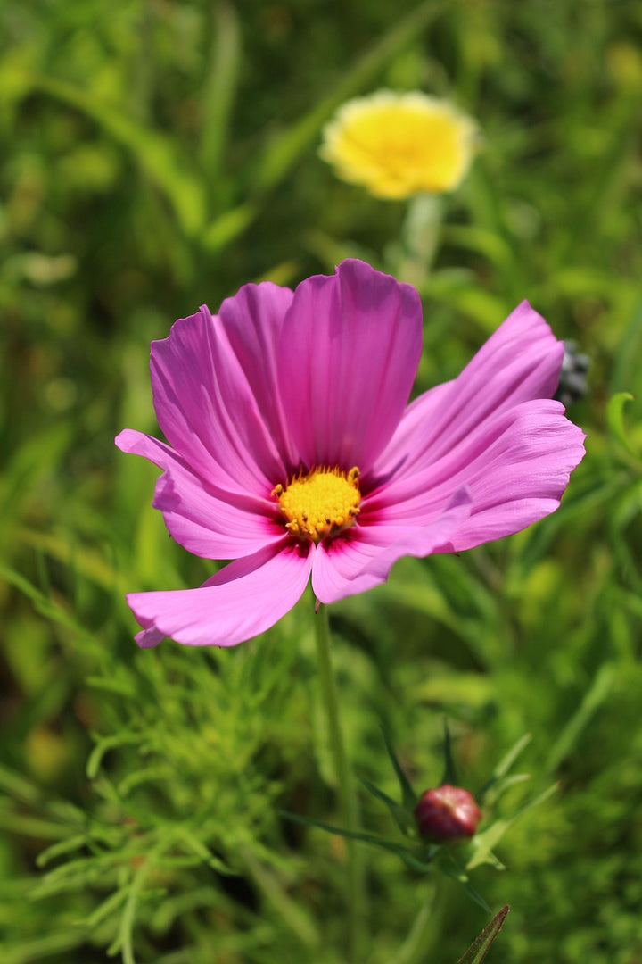 Pink Coreopsis Flower Seeds for Planting – Heirloom Non-GMO High Germination Seeds