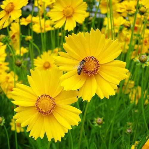 Lanceolata Flower Seeds Yellow – Heirloom, Non-GMO, High Germination Seeds