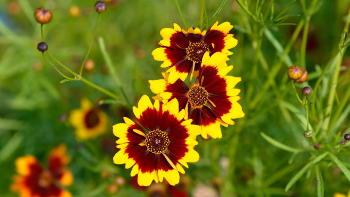 Maroon Yellow Daisy Flower Seeds – Heirloom, Non-GMO, High Germination Organic Seeds