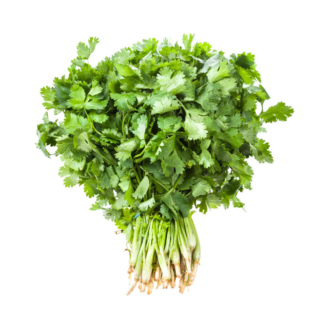 coriander herb flower seeds