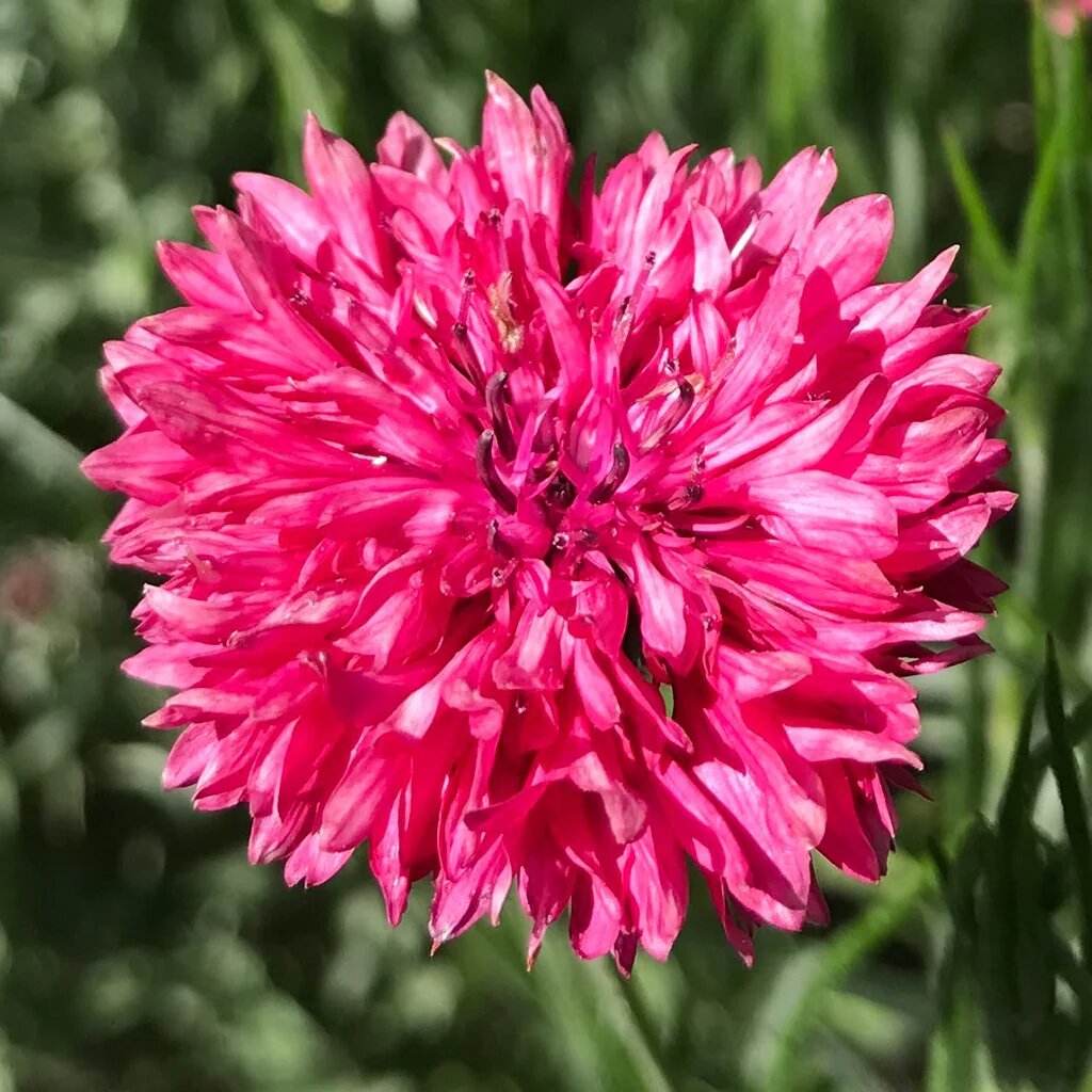 Red Centaurea Flower Seeds for Planting – Heirloom Non-GMO High Germination Seeds