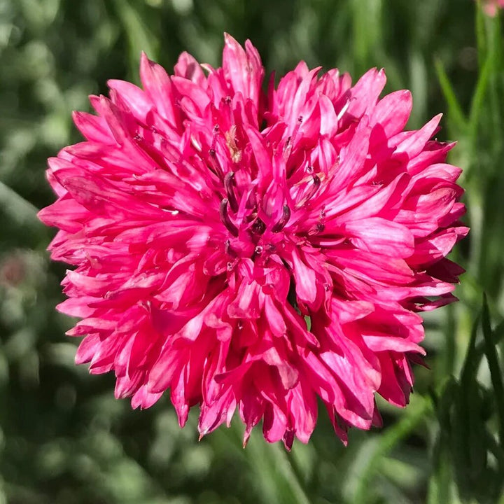Red Centaurea Flower Seeds for Planting – Heirloom Non-GMO High Germination Seeds