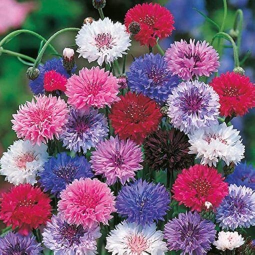 cornflower open flower seeds