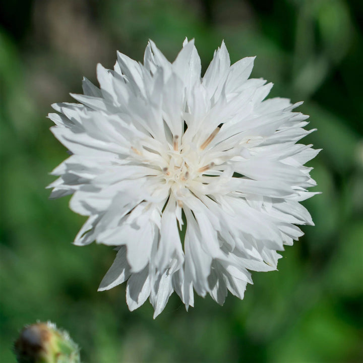 White Centaurea Flower Seeds for Planting – Heirloom Non-GMO High Germination Seeds