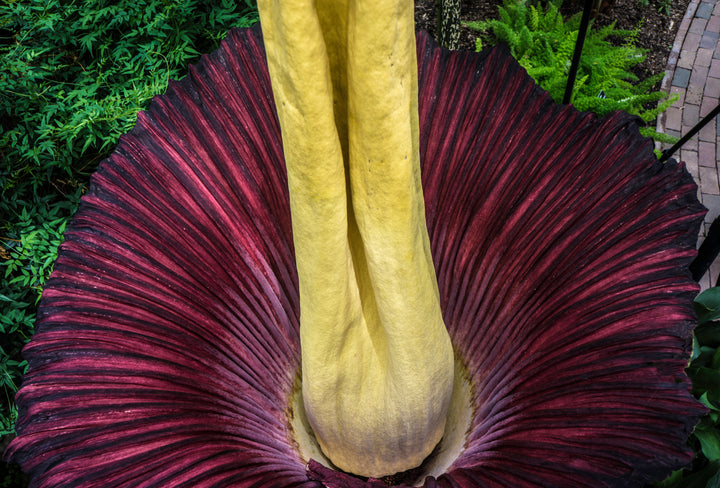 Corpse Flower Seeds Maroon for Planting – Heirloom Non-GMO High Germination Seeds