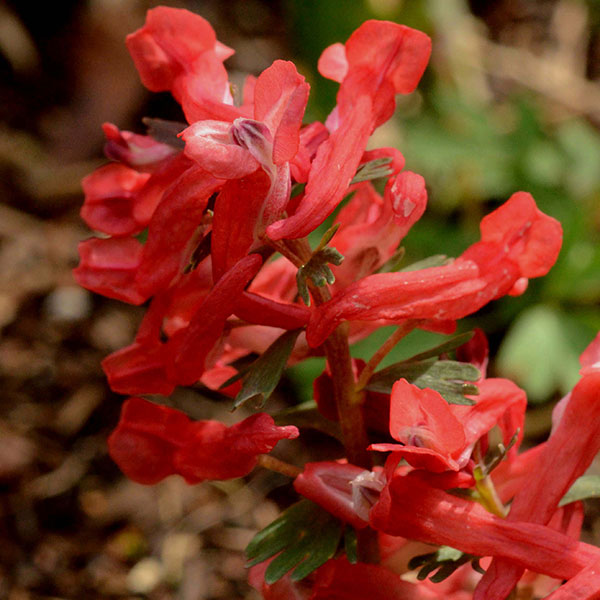 Red Corydalis Lutea Flower Seeds – Heirloom Non-GMO High Germination Seeds