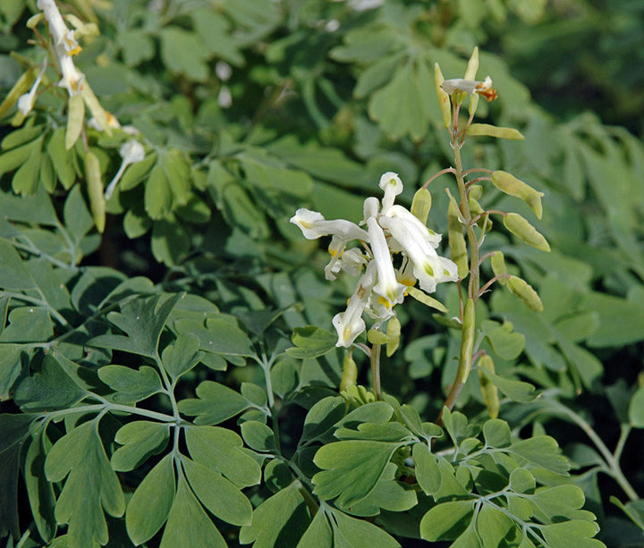 Corydalis Flower Seeds White for Planting – Heirloom Non-GMO High Germination Seeds