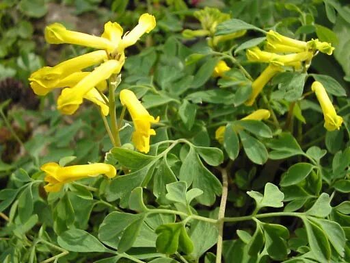 Gelbe Lerchensporn (Corydalis lutea) Blumensamen zum Pflanzen – Erbstück, gentechnikfrei, hohe Keimfähigkeit