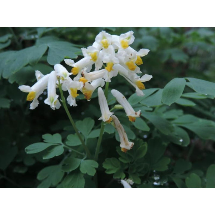 Corydalis Flower Seeds White for Planting – Heirloom Non-GMO High Germination Seeds