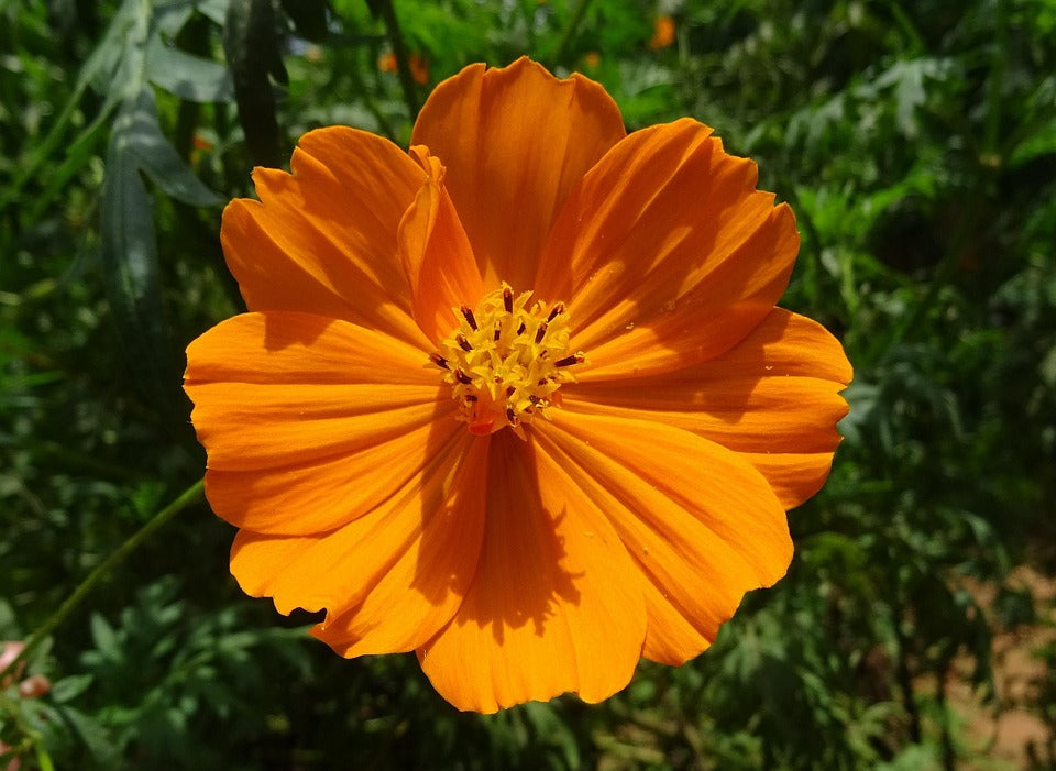 Orange Aster Flower Seeds – Heirloom, Non-GMO, High Germination Seeds