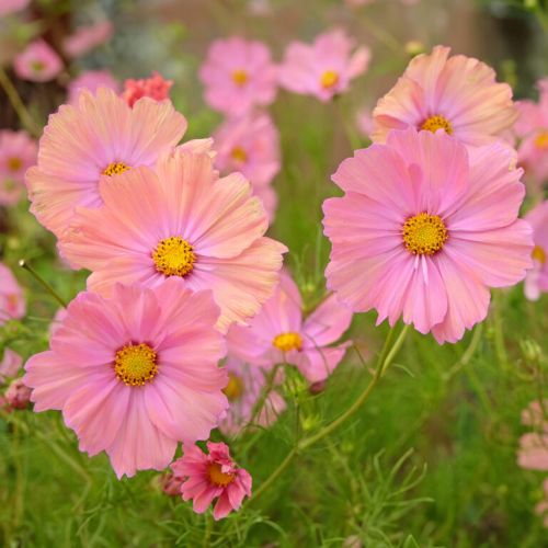 cosmosapricottaimportedheirloomnongmohighgerminationorganicgarden flower seeds
