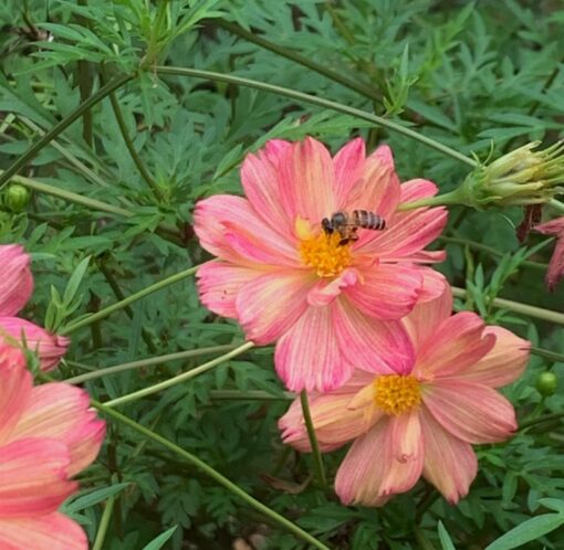 cosmosbicoloropenpollinatedheirloomnongmohighgerminationorganicgarden flower seeds