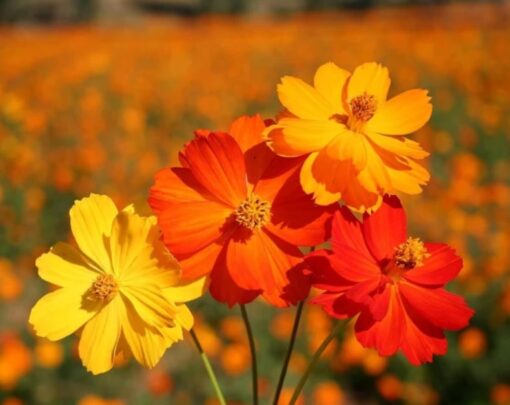 cosmos bright flower seeds